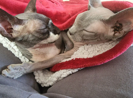 Bonded spayed females to stay together