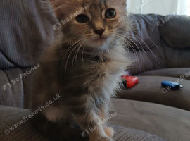 Maincoon cross girl