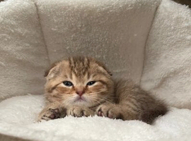 Scottish Fold Boy