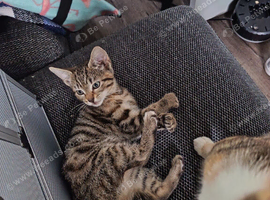 Litter of 5 beautiful playful kittens