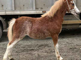 Section A filly foal