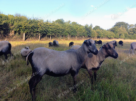 Shetland ewes, one year old
