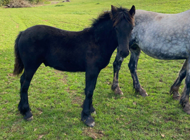 Registered dales colt make 14.2hh +