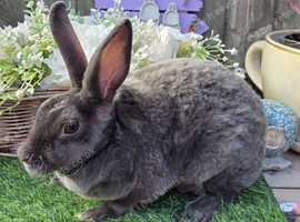 Blue self mini rex doe