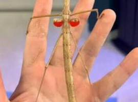 Mixed stick insects and cage