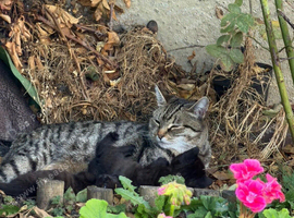 Two adorable brothers