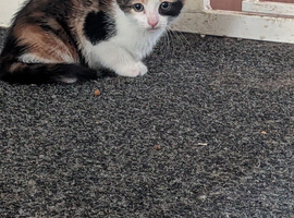 Kittens looking for there forever home