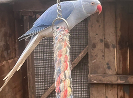Wanted adult female ringneck