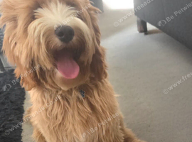 Cockapoo Puppy