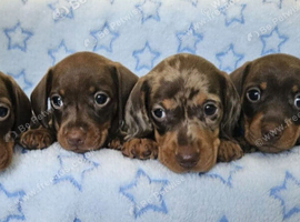 Gorgeous true mini dachshund boys