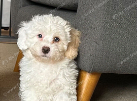 Last Girl Remaing - Beautiful Shihpoochon Puppy