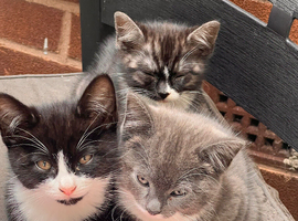 Gorgeous Kittens READY NOW for Loving Homes