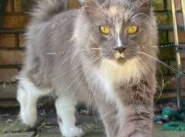 Maincoon