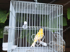 Male canary and cage
