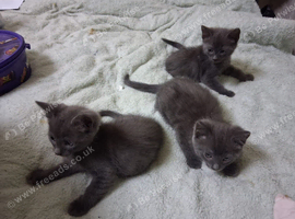 Russion blue kittens 3 remaining
