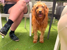 3 year old male Fox Red Labradoodle