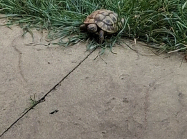 3 Male Tortoises looking for a new home.