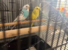 Baby budgies