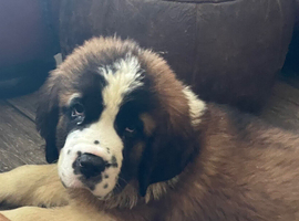 READY Now! Beautiful baby Saint Bernards