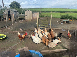 Hens available