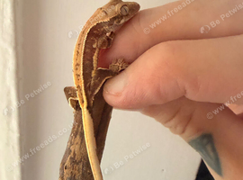 Last baby crested gecko