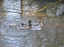 Welsh Harlequin Duck Hatching Eggs