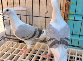 beautiful saddle homer youngsters available