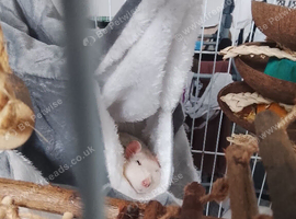 4 rats dumbo/rex