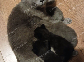1 kitten available
