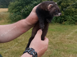 Gorgeous 10 week old black EU hob