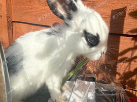 baby bunnies looking for home!