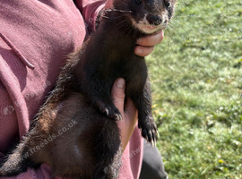 Black EU hob ferret for sale