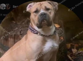 Dog for re homing please read