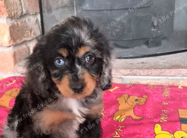 Health tested f1 cavapoo puppies