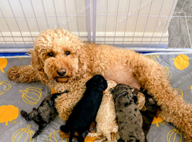 Gorgeous Rainbow Litter of Teddy Bear Puppies!