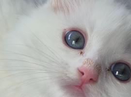 Persian cross ragdoll kittens