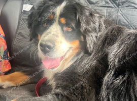 2 Lovely Bernese Girls looking for new homes