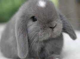 Mini lop
