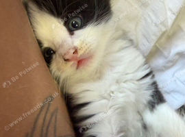 mixed litter of kittens