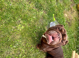 English bulldog
