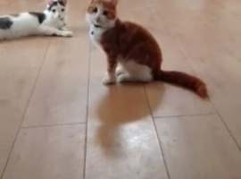 6 month old kitten needs a loving home