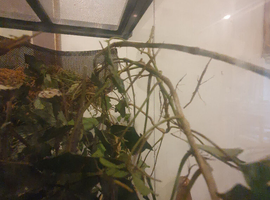 Baby Stick Insects ready to go