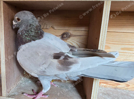 Pigeon