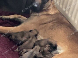 Husky x Mali puppys