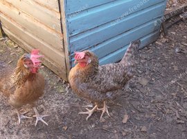 Pair of hens blue egg layers, friendly, used to other chickens, good layers