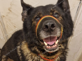 German Shepherd Wolf dog