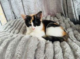 Beautiful calico Turkish van mix kitten ready now