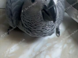 African grey Baby