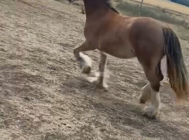Silver bay dappled filly
