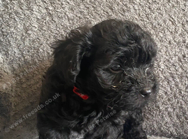 Toy cockapoo female